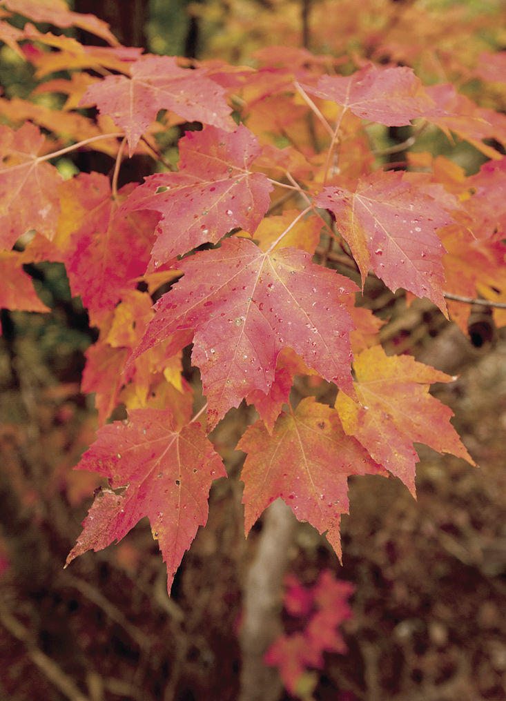 Maple leaves
